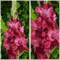 /album/cyklamenovo-purpurove/roman-sem13-7-1-jpg/